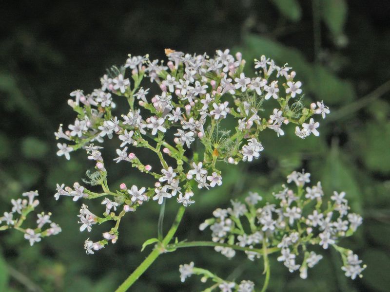 Valeriana officinalis